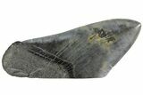 Polished, Fossil Megalodon Tooth Paper Weight #144400-1